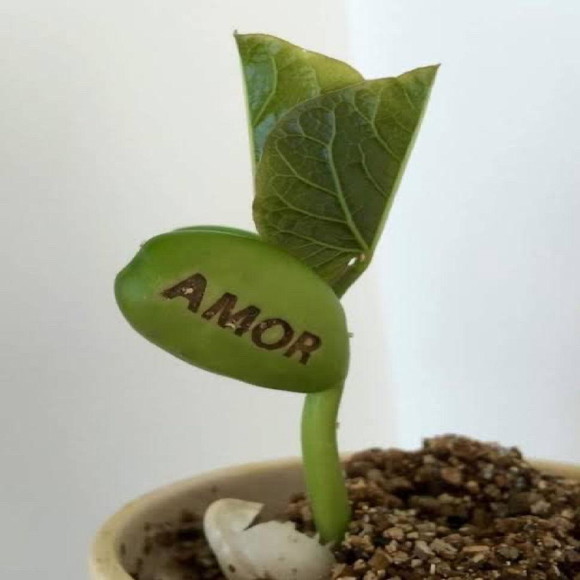 Imagem 5
