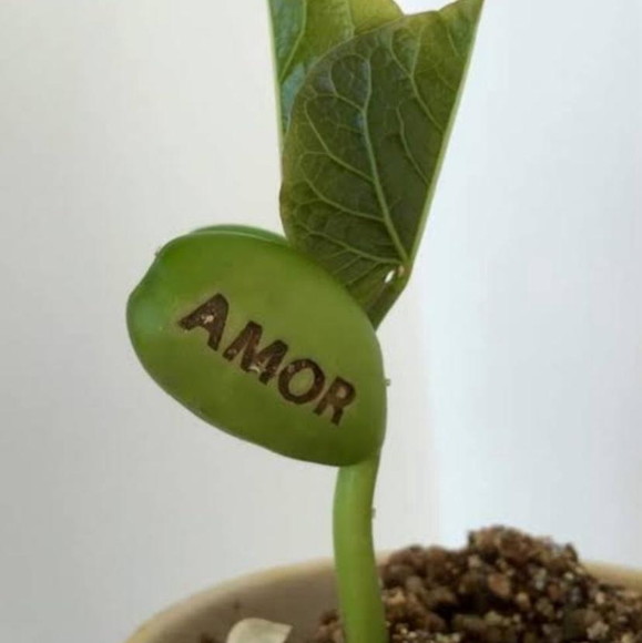 Imagem 4