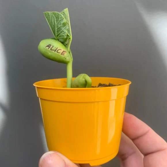 Kit Plantio Semente Mágica- Veja sua plantinha crescer com seu nome