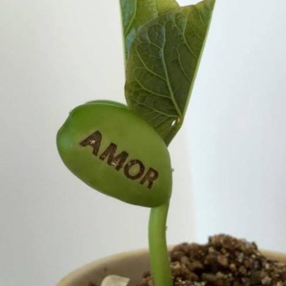 Imagem 4