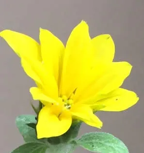 Imagem 5