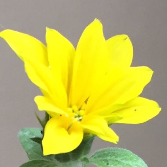 Imagem 4