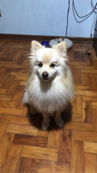 Cachorro em miniatura - Imagem 3