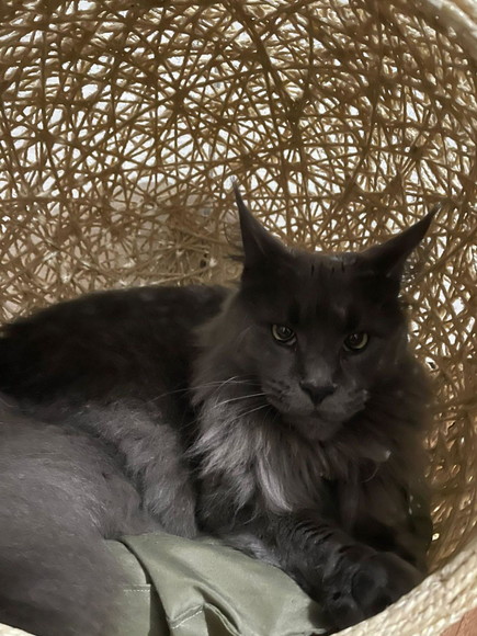 Toca Retrô Pezinho G em Sisal para Gatos Grandes - Imagem 2