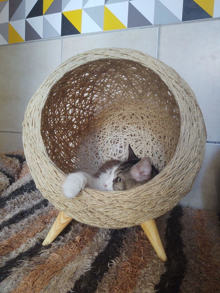 Toca Retrô Pezinho G em Sisal para Gatos Grandes - Imagem 4