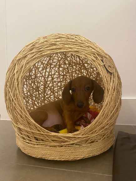 Toca Tamanho m em Sisal para Cães de Pequeno Porte