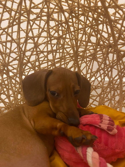 Toca Tamanho m em Sisal para Cães de Pequeno Porte - Imagem 4