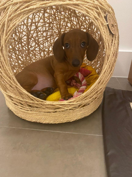 Toca Tamanho m em Sisal para Cães de Pequeno Porte - Imagem 3