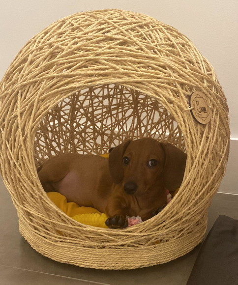 Toca Tamanho m em Sisal para Cães de Pequeno Porte - Imagem 2