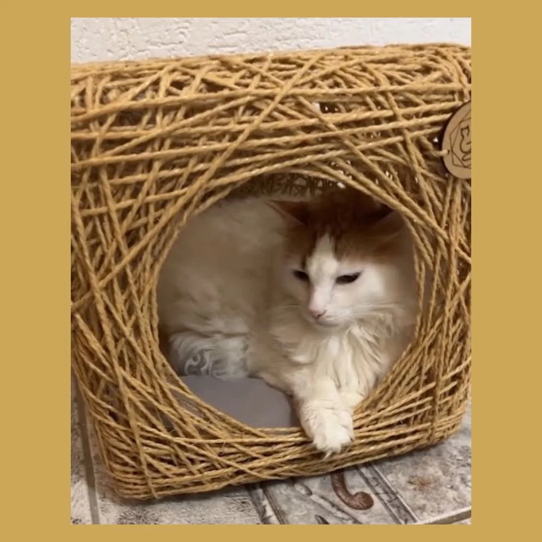 Toca Cubo em Sisal para Gatos de até 6kg - Imagem 4