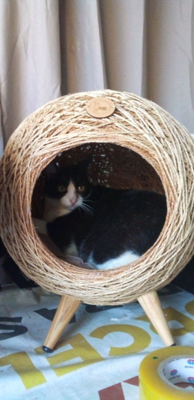 Toca Retrô em Sisal para Gatos - Imagem 4